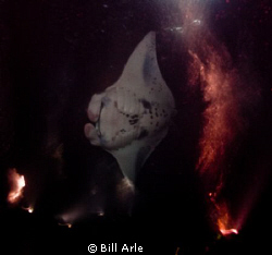 Night manta dive.  Kona.  Big Island, Hawaii.  If you eve... by Bill Arle 